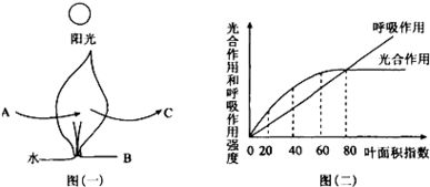 農業生產中,在保證水 肥等充足的條件下,要讓農作物最大限度地利用太陽光能,提高單位面積的產量.圖