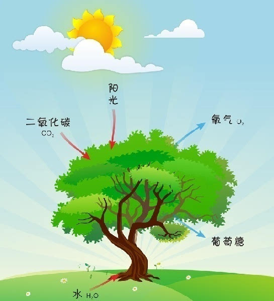 二氧化碳濃度增加會強化植物光合作用