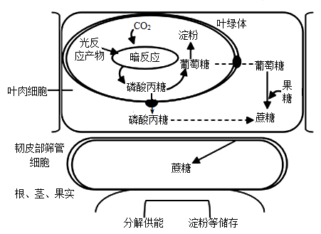 植物光合作用的產(chǎn)物 不止是淀粉與脂肪的生命之源