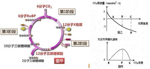 光合作用中NADPH的動態(tài)變化 以圖丙中f點與g點的比較為例